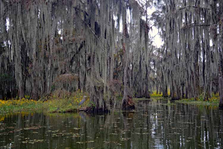 swamp scenic